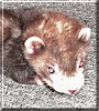 Gizmo the Ferret