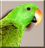 Pickles the Eclectus Parrot