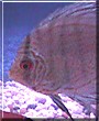 Carlito the Discus