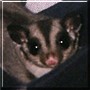 Sable the Sugar Glider