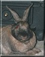 Bunny One the Rabbit