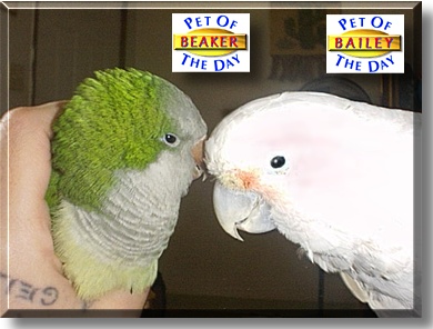 Beaker and Bailey, the Pet of the Day