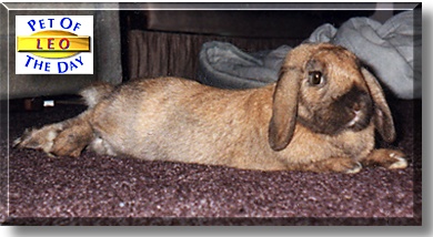 Leo, the Pet of the Day