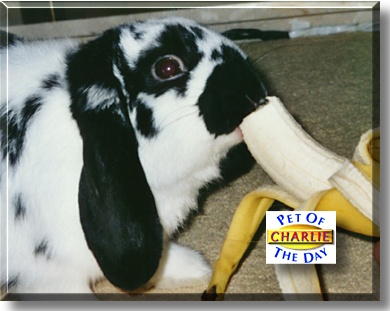 Charlie, the Pet of the Day