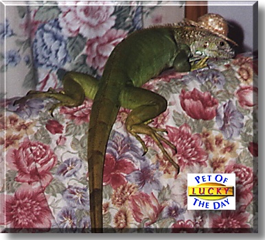 Lucky, the Pet of the Day