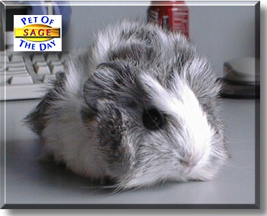 Sage, the Pet of the Day
