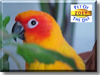 Zoey, the Pet of the Day