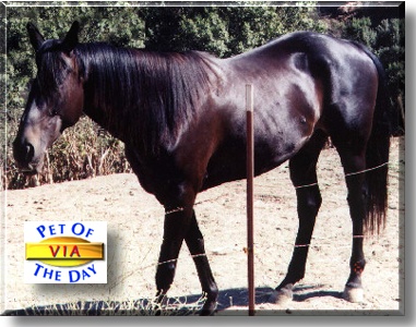 Via, the Pet of the Day