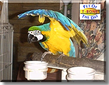T-Bone, the Pet of the Day