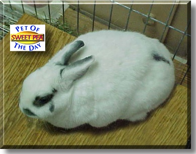 Sweet Pea, the Pet of the Day