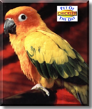 Chicklet, the Pet of the Day