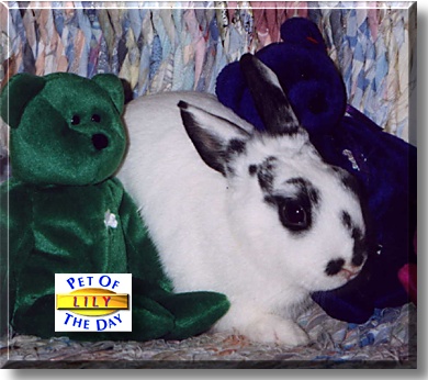 Lily, the Pet of the Day