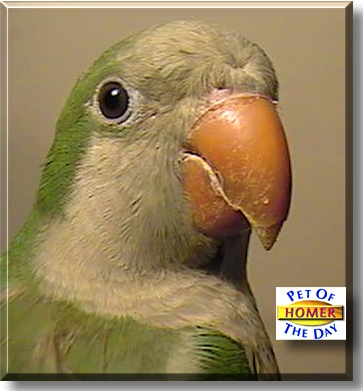 Homer, the Pet of the Day