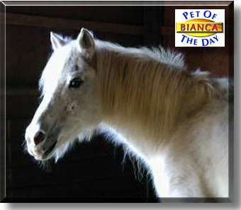 Bianca, the Pet of the Day