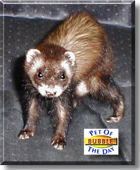 Bubble, the Pet of the Day