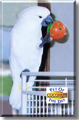 Coconut, the Pet of the Day
