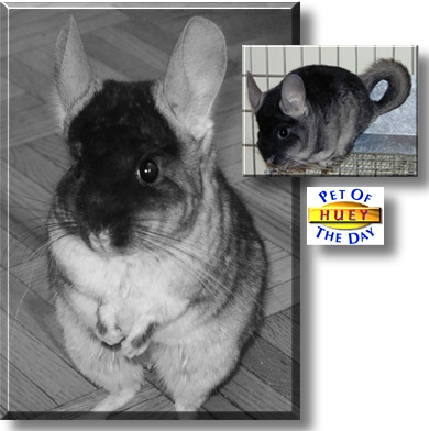 Huey, the Pet of the Day