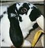 Charlie