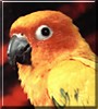 Chicklet
