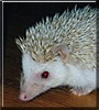Vanna