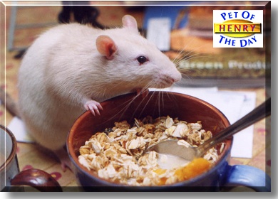 Henry Edward Rat, the Pet of the Day