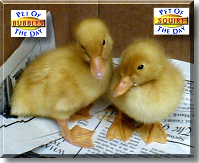 Bubbles and Squirt, the Pet of the Day