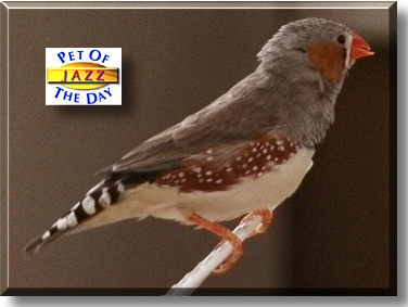 Jazz, the Pet of the Day