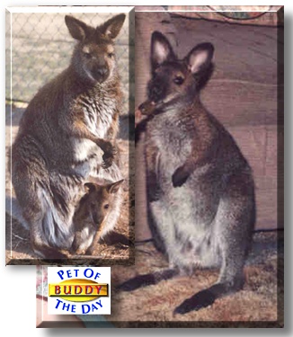Buddy, the Pet of the Day