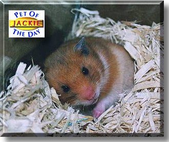 Jackie, the Pet of the Day