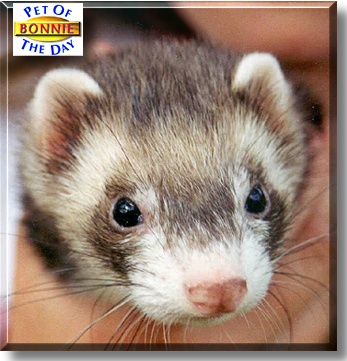 Bonnie, the Pet of the Day