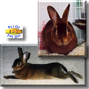 Boo, the Pet of the Day