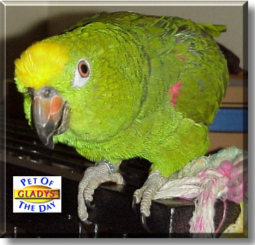 Gladys, the Pet of the Day