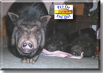 Jump, the Pet of the Day