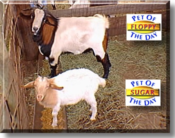 Floppy and Sugar, the Pet of the Day