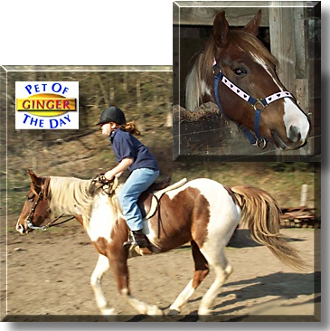 Ginger, the Pet of the Day