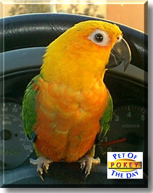 Pokey, the Pet of the Day