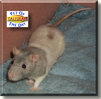 Tallulah Belle, the Pet of the Day