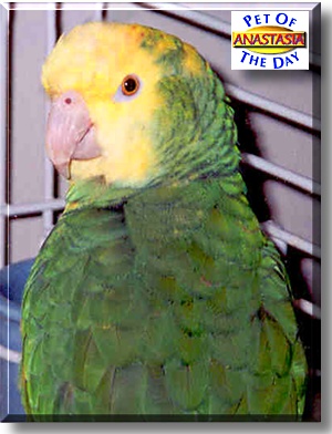 Anastasia, the Pet of the Day