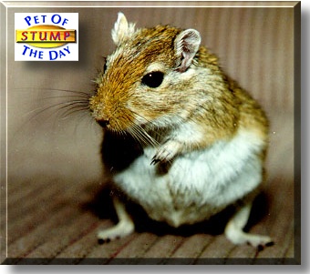 Stump, the Pet of the Day