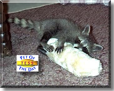 Tess, the Pet of the Day
