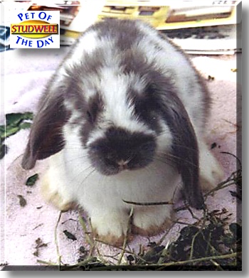 Studwell, the Pet of the Day