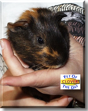 Clover, the Pet of the Day