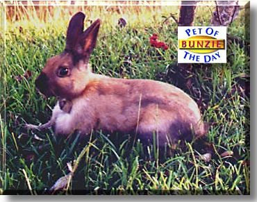 Bunzie, the Pet of the Day