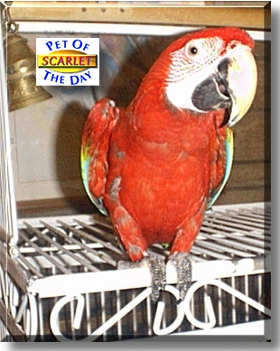 Scarlet, the Pet of the Day