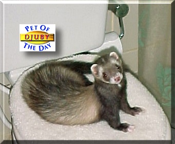Djuby, the Pet of the Day