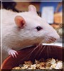 Henry the Domestic Rat