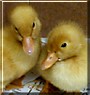 Bubbles, Squirt the White Ducks