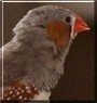 Jazz the Zebra Finch