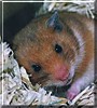 Jackie the Golden Syrian Hamster