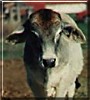 Borus the Brama Bull